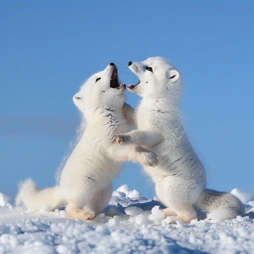 Baby polar bears