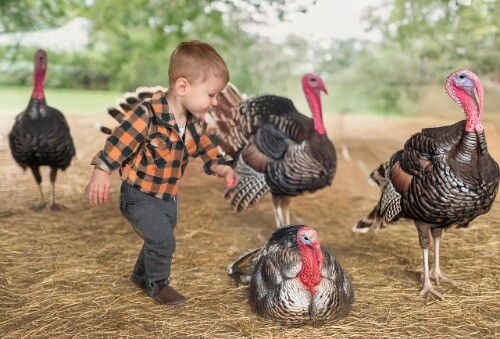 Toddler petting turkeys
